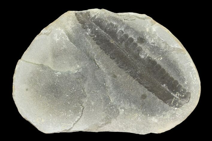 Pecopteris Fern Fossil (Pos/Neg) - Mazon Creek #104758